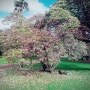 15.9.16~26 : 오클랜드 알버트공원/빅토리아공원, 평온한 날들