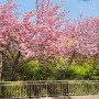 진주 진양호 전망대 겹벚꽃 명소 개화 만개시기 벚꽃 꽃말