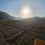[영월나우리터] 유기농 고추 재배 - 무지 더운 날/고추밭 만들기 완료
