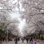 벚꽃 명소이면서 가족 여행으로 좋은 인천 가볼만한곳 인천대공원