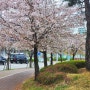 벚꽃이 마음을 가만히 만져준 봄날