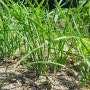 부추 키우기 - 두메부추 심는시기 씨앗 파종시기 씨뿌리기 모종 심기