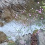 (973. 김재은의 행복한 월요편지)꽃대신 綠陰과 함께 차분한 봄을 품어안습니다.