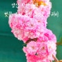 양산 황산공원 튤립 유채 벚꽃에 겹벚꽃까지 볼 수 있는 피크닉명소