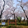 양양 봄나들이 가볼만한곳, 화려한 벚꽃이 만개한 현산공원에서