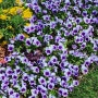 꽃구경, 꽃 사진 4월의 꽃잔치
