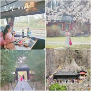 국내 당일치기 여행 진안 마이산 탑사 벚꽃엔딩 행복을주는사람들 관광열차