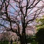24.04.06~04.11 일본(日本) 오사카(大阪)&교토(京都)&와카야마(和歌山)&나라(奈良) 벚꽃(さくら) 여행~
