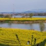 나주동섬유채꽃밭 유채향이 가득한 영산강변 유채꽃