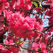 벚꽃이 가득한 대명 비발디파크의 봄(24.4.11)