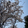 벚꽃은 지고 여름이 온건가. :-)