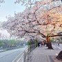 국내여행 서울 여의도 봄 윤중로벚꽃길 낮과 밤 벚꽃구경 (2024년 4월 8일)