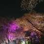 부천 베르네천 원미산 진달래 축제 도당산 벚꽃 축제 하루 만에 세 군데 갔다 옴