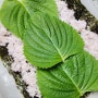 상큼한 깻잎과 달콤짭짤 어묵 김밥도시락