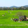 「고창 청보리밭 축제」 청보리·유채꽃 춤추는 언덕, 보리나라 학원농장