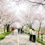 양평역에서 원덕역까지 남한강과 흑천을 따라 다녀온 벚꽃 트레킹 (번외사진)