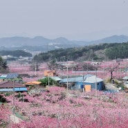 영천복사꽃피는 마을:영천 구지리 복사꽃