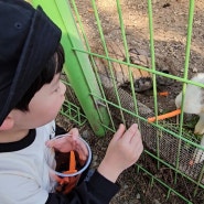 240412-14. 금토일) 신시도 휴양림 > 숲속의베리팜