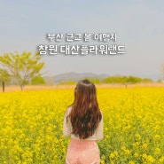 부산 근교 봄 여행지 창원 유채꽃 한적한 대산플라워랜드