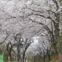 보령여행추천-보령호벚꽃길,무궁화수목원