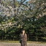 창원 벚꽃 용주공원 경화역 여행