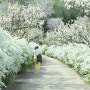 보령무궁화수목원 봄 풍경