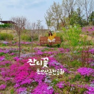 서울 꽃잔디 구경 초안산근린공원 도봉구 피크닉