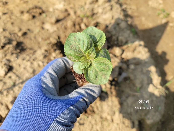깻잎키우기 깻잎모종심기 들깨씨앗 파종시기 심는시기 수확시기 : 네이버 블로그