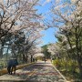 [벚꽃명소] 진짜진짜 마지막 벚꽃 구경 (4월13일기준), 장봉도 벚꽃축제, 장봉도 캠핑장