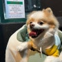 강아지 이동가방 편안하고 디자인 이쁜 "리카리카 쿠션백" 애견가방 사용 후기,추천해요!!