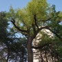 처음 찾은 여섯잎 클로버! 1983년12월 아파트 기공식! 40년 된 아파트 동산 나무의 위용! 토종 하얀노란 민들레는 작고 갸날퍼!