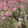 제주도 봄 꽃나들이 4월 감사공묘역 제주겹벚꽃 명소