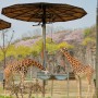서울대공원 동물원 패키지 (주차장, 식당 정보)