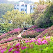 경기도 군포철쭉동산 철쭉축제로 떠나는 봄나들이 봄꽃구경
