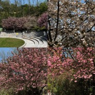 경남 겹벚꽃 명소 창원 가볼만한곳 늘푸른전당 겹벚꽃 실시간