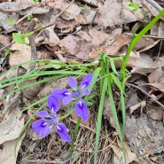 앞산 가벼운 등산 산책 중 만난 봄꽃들 각시붓꽃 애기똥풀
