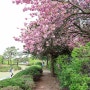 광주 근교 나주 태평사 입구 만개한 겹벚꽃 나들이 (4월 14일)