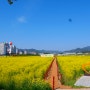 경남 고성 가볼만한곳 : 안뜰 경관농업단지 유채꽃 4월 꽃구경