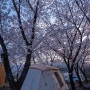 [영천] 휘명빌리지/대구 근교 벚꽃나무 바로아래 텐트칠수있는 명당 사이트 완전솔직 리뷰