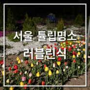 서울 튤립명소 중랑천 산책로 응봉역 개나리말고 튤립보러 가세요!