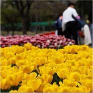 4월 꽃구경 대전 가볼 만한 곳 튤립 명소 반려견 동반 유림공원 봄꽃구경 갈만한 곳 대전 여행