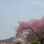 서울랜드 벚꽃구경 할인받고 가는 방법