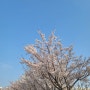올해 벚꽃 기록🌸 (만석공원, 광교카페거리, 문화공원)