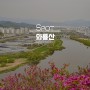 대구 와룡산 진달래 영산홍(연산홍) 명소 용미봉 꿀팁 및 주차장