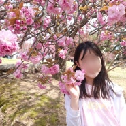 불국사 겹벚꽃 개화 4월 경주