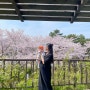 안면도 아일랜드 리솜 리조트 빌라 숙박 4월 벚꽃 풍경