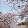 [인천대공원 벚꽃축제] 올해 벚꽃은 원 없이 즐겼다~! 괜히 벚꽃명소가 아니었던 인천대공원 벚꽃축제🌸 기간 주차 정보 서울근교벚꽃