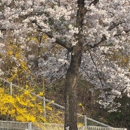 24년 3월/4.5월 결산 (봄봄봄 봄이 왔어요~)