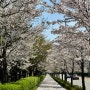 24년 4월 일기(4.8 - 4.14) : on a cherry blossom night