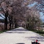 춘천 이야기 339 - 소양강변 자전거길과 지내리 벚꽃길
